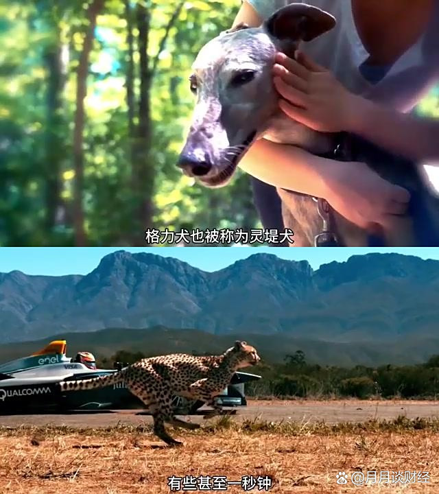 速度之争:西班牙和俄罗斯游泳选手争夺第一 速度之争:西班牙和俄罗斯游泳选手争夺第一